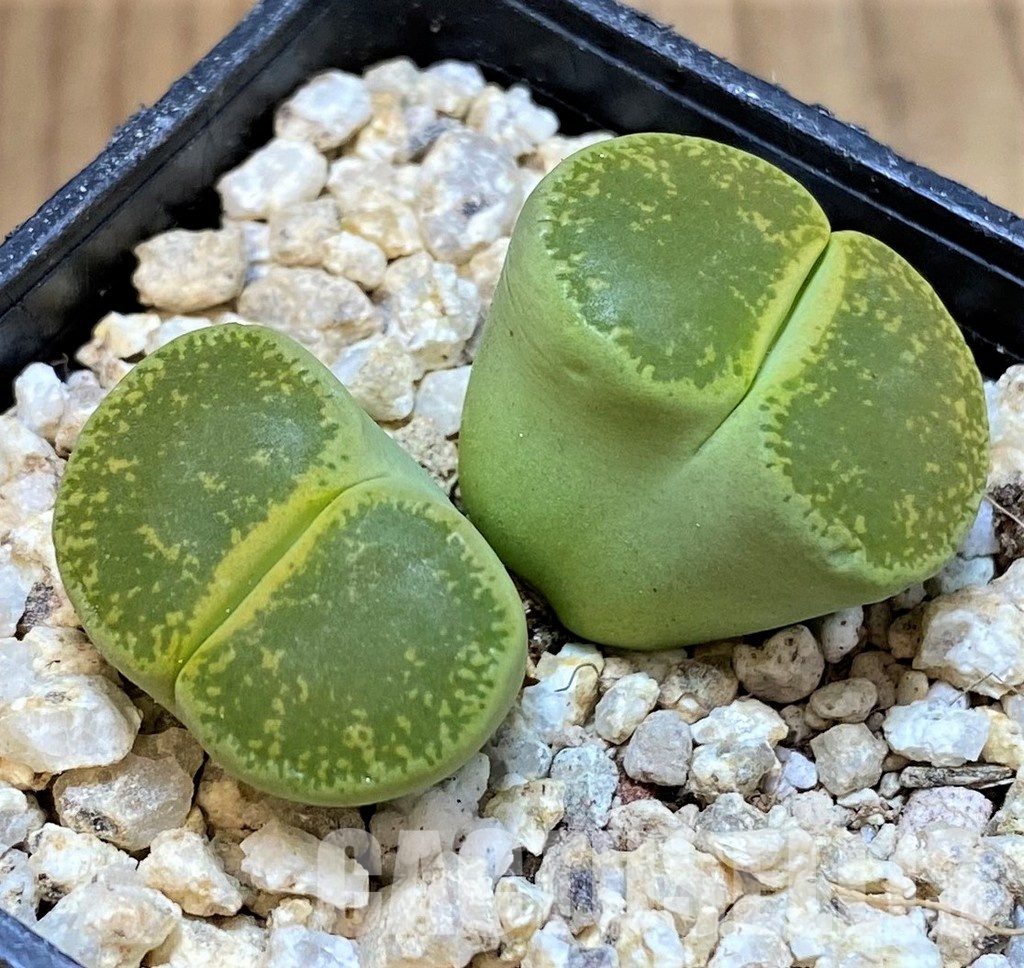 SH30946 Lithops lesliei 'Albinica'