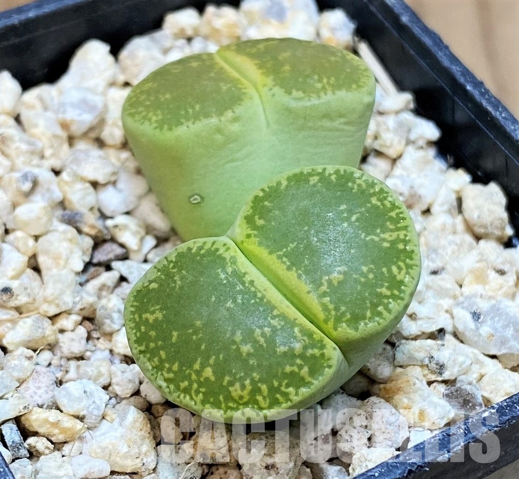 SH30946 Lithops lesliei 'Albinica' - Image 2