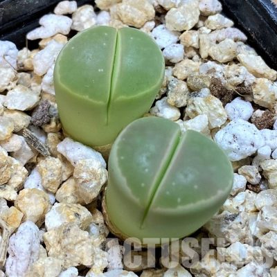 SH30947 Lithops olivacea