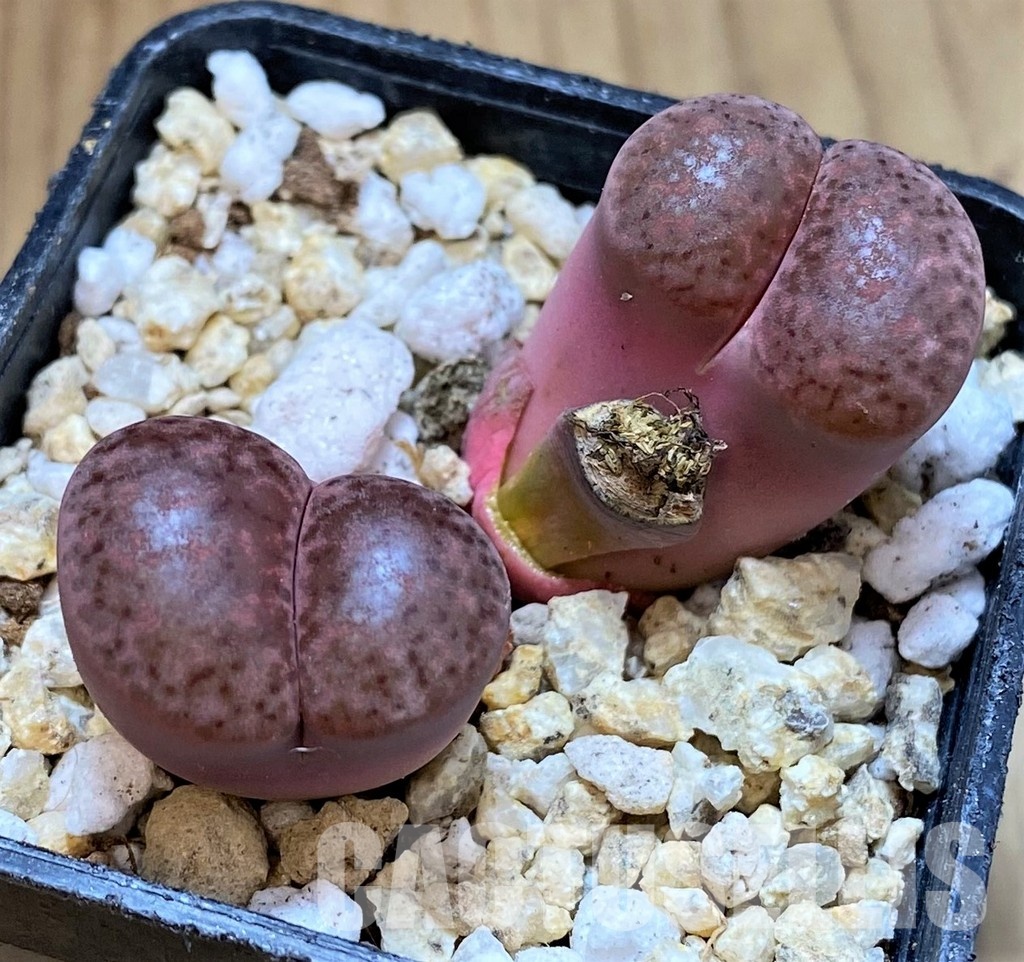 SH30948 Lithops bromfieldii 'Embers'