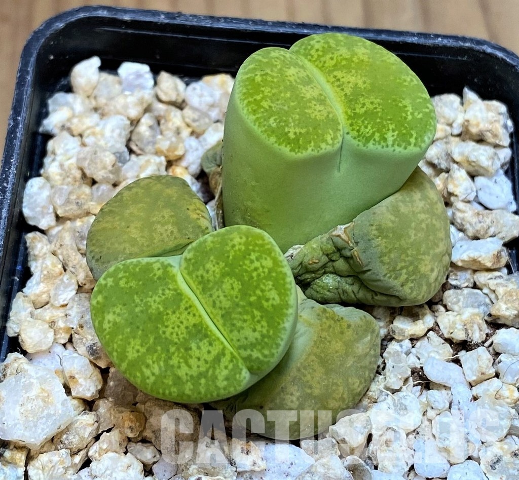 SH30952 Lithops lesliei ‘Albinica’