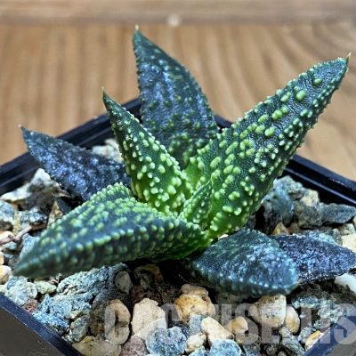 SH30956 Haworthia minima x 'Kintaikyo'