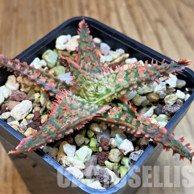 SH30958 Aloe TCT hybrid