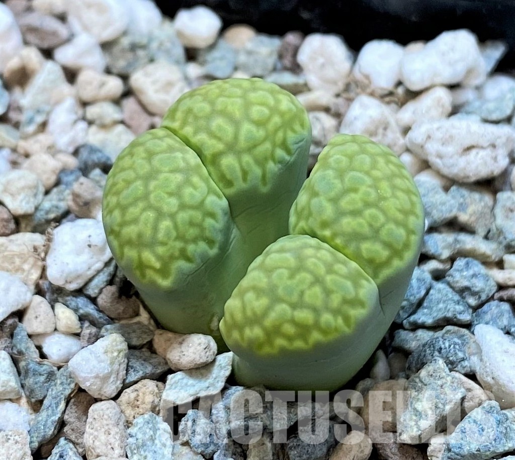 SH30894 Lithops julii v. fulleri 'Fuller Green'
