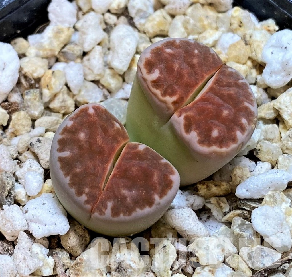 SH30896 Lithops karasmontana 'Lateritia'