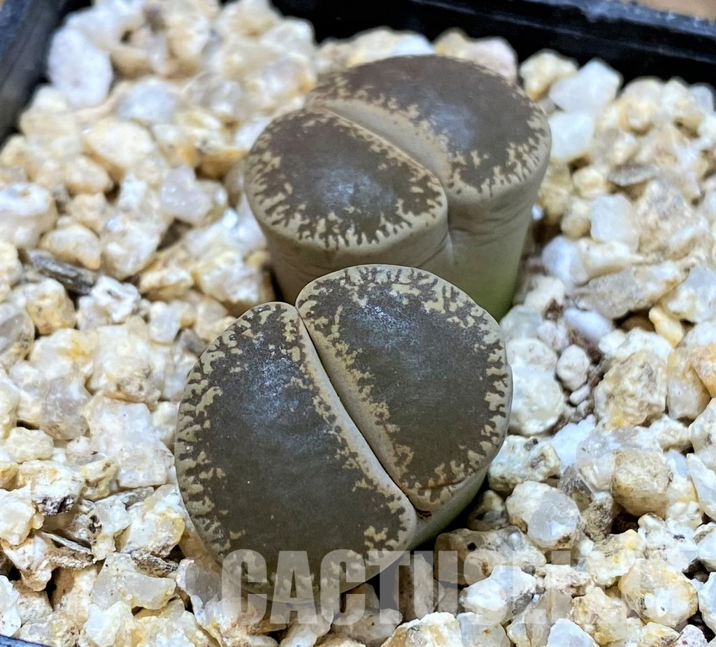 SH30897 Lithops lesliei v. maraisii