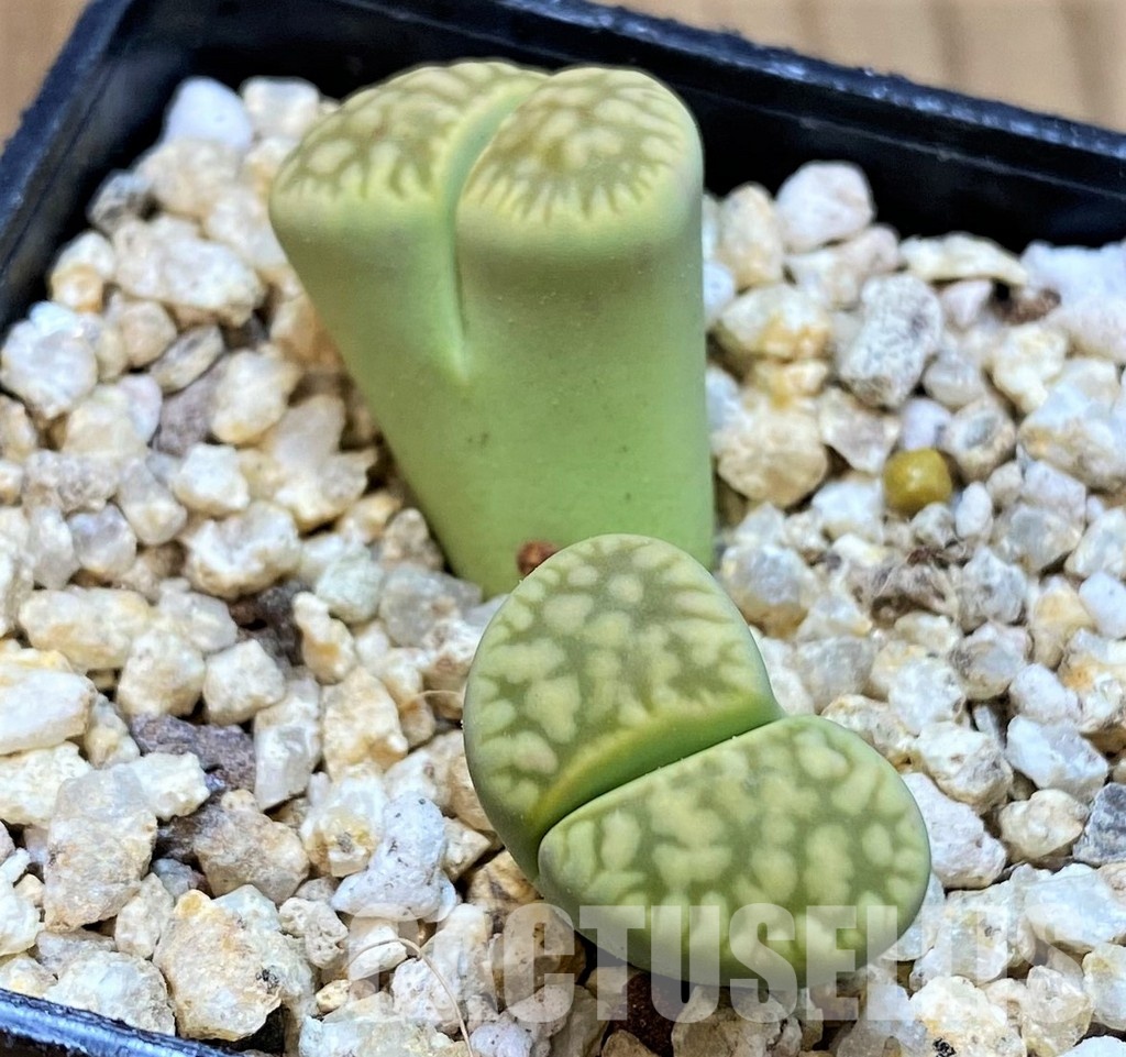 SH30898 Lithops bella ‘Green vermilion’
