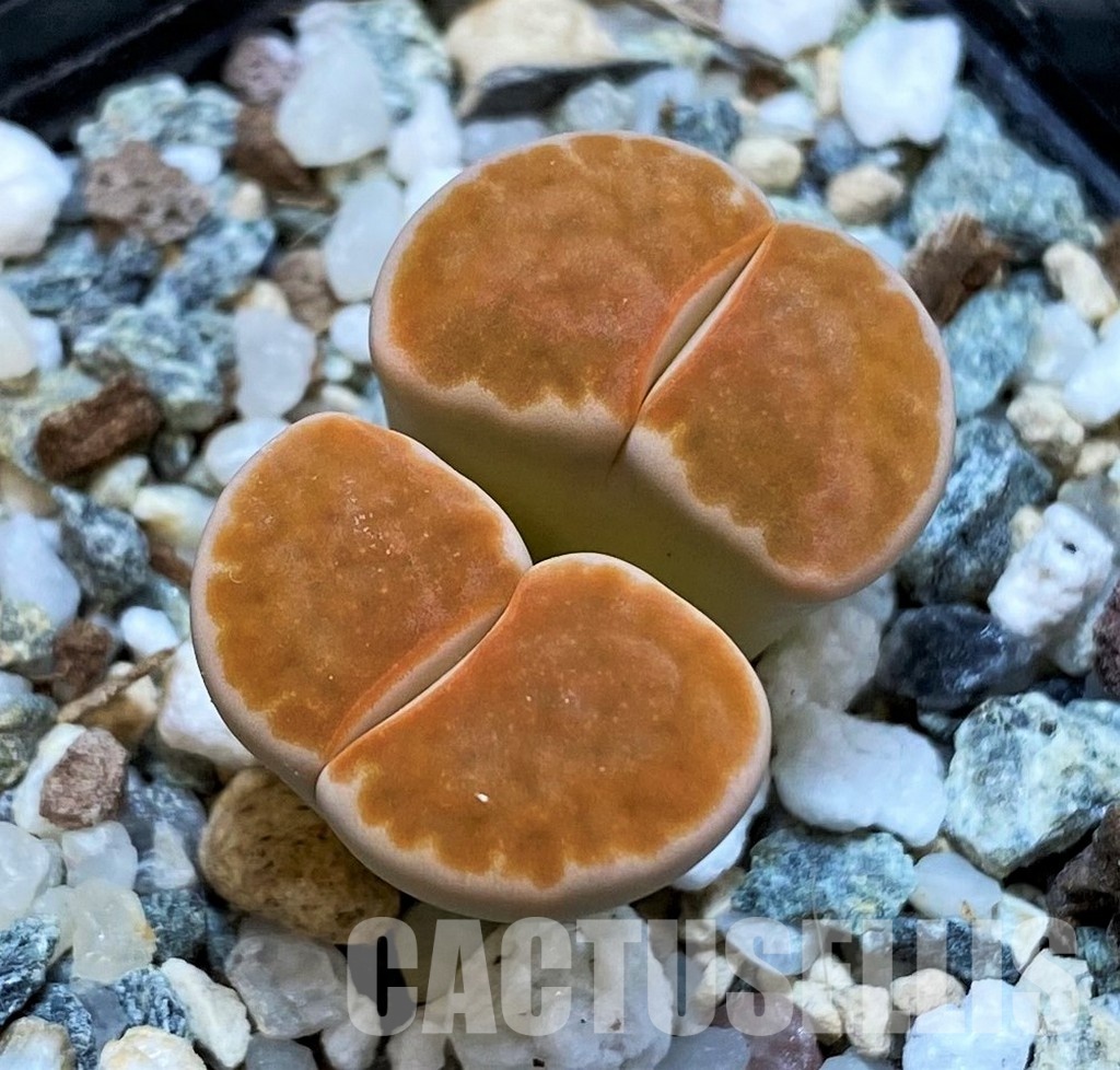 SH30899 Lithops karasmontana 'Lateritia'
