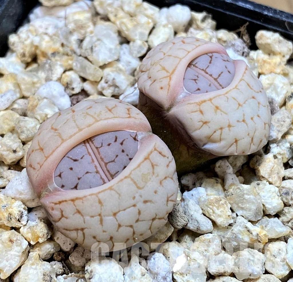 SH30903 Lithops gracilidelineata