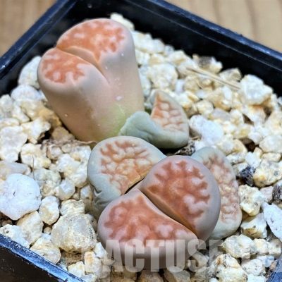 SH30908 Lithops karasmontana v. mickbergensis