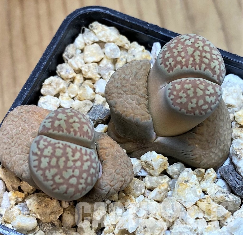 SH30909 Lithops villetii ssp. kennedyi