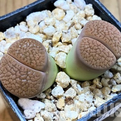 SH30911 Lithops hookeri
