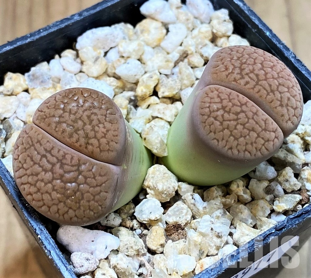 SH30911 Lithops hookeri