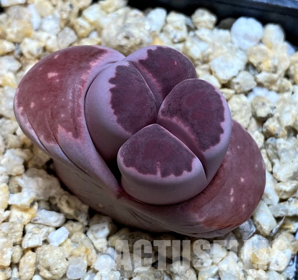 SH30913 Lithops salicola 'Sato's Violet'
