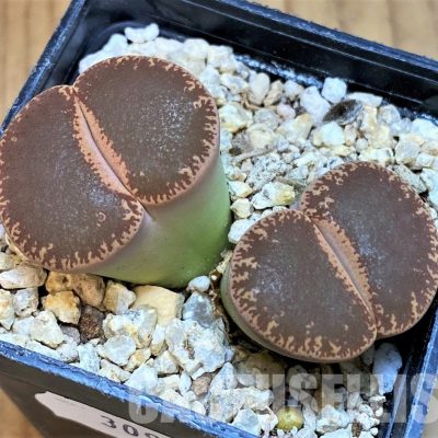 SH30916 Lithops lesliei v. maraisii