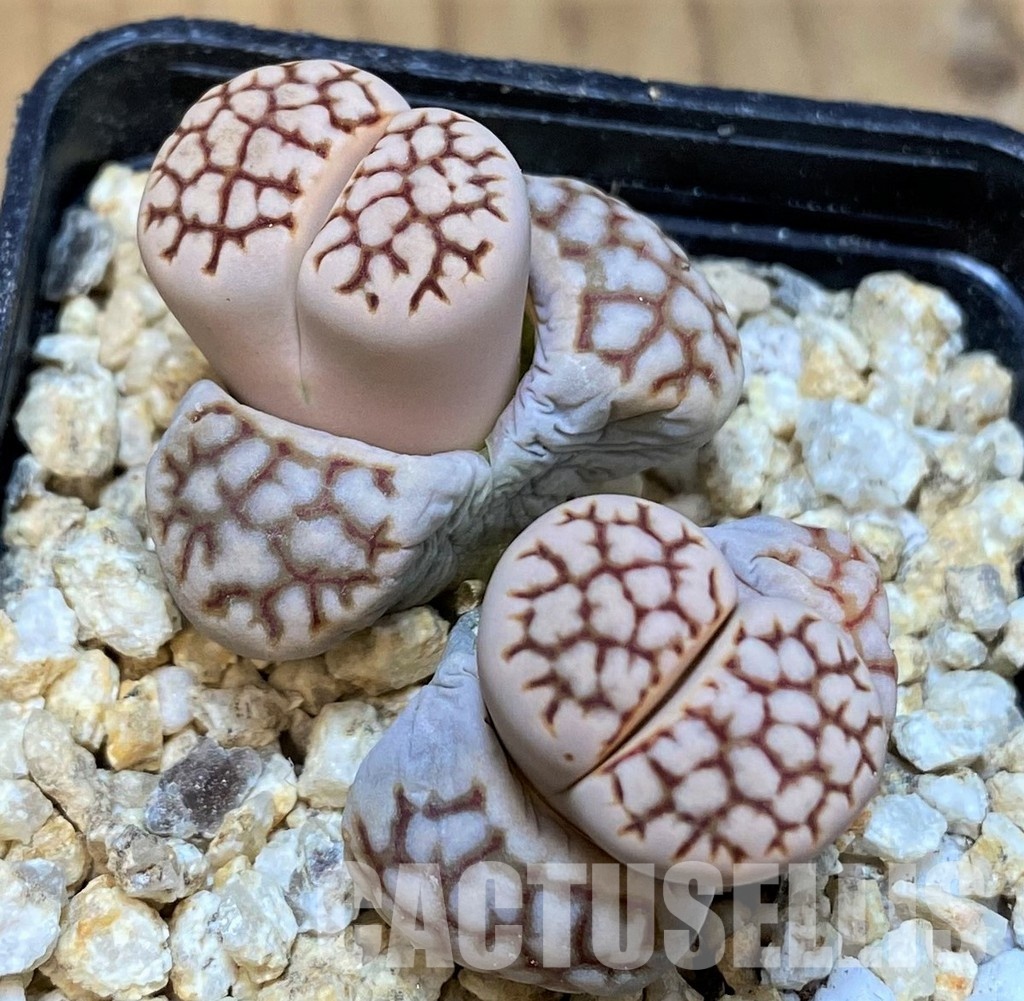 SH30917 Lithops karasmontana