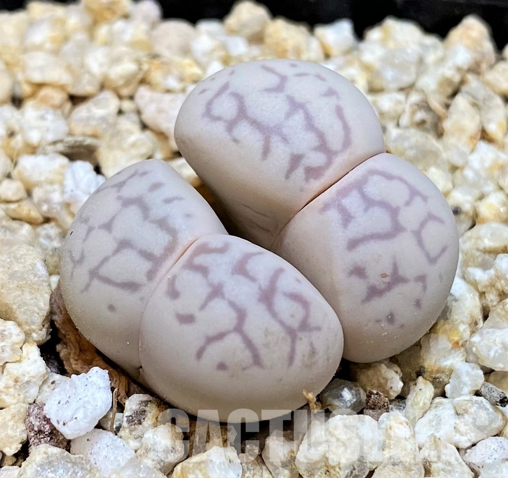 SH30919 Dinteranthus vanzylii
