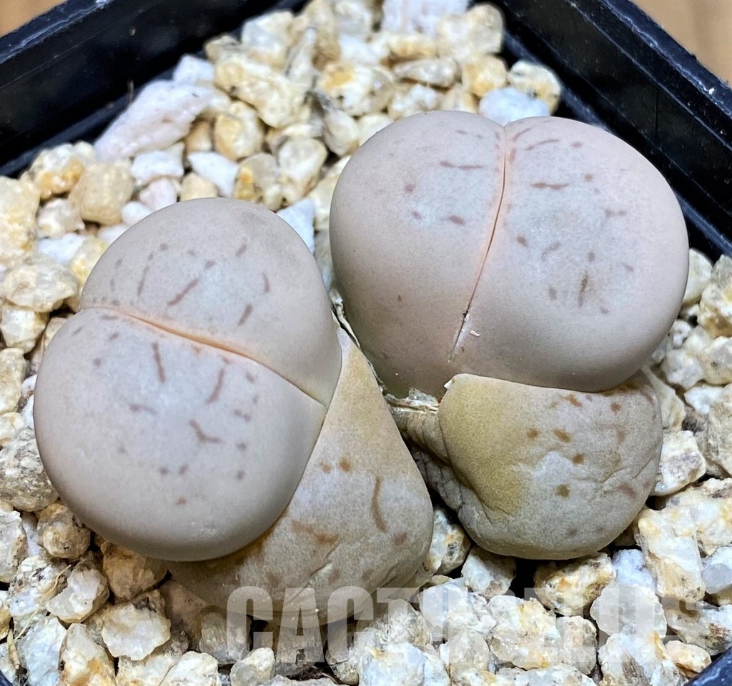 SH30920 Dinteranthus vanzylii