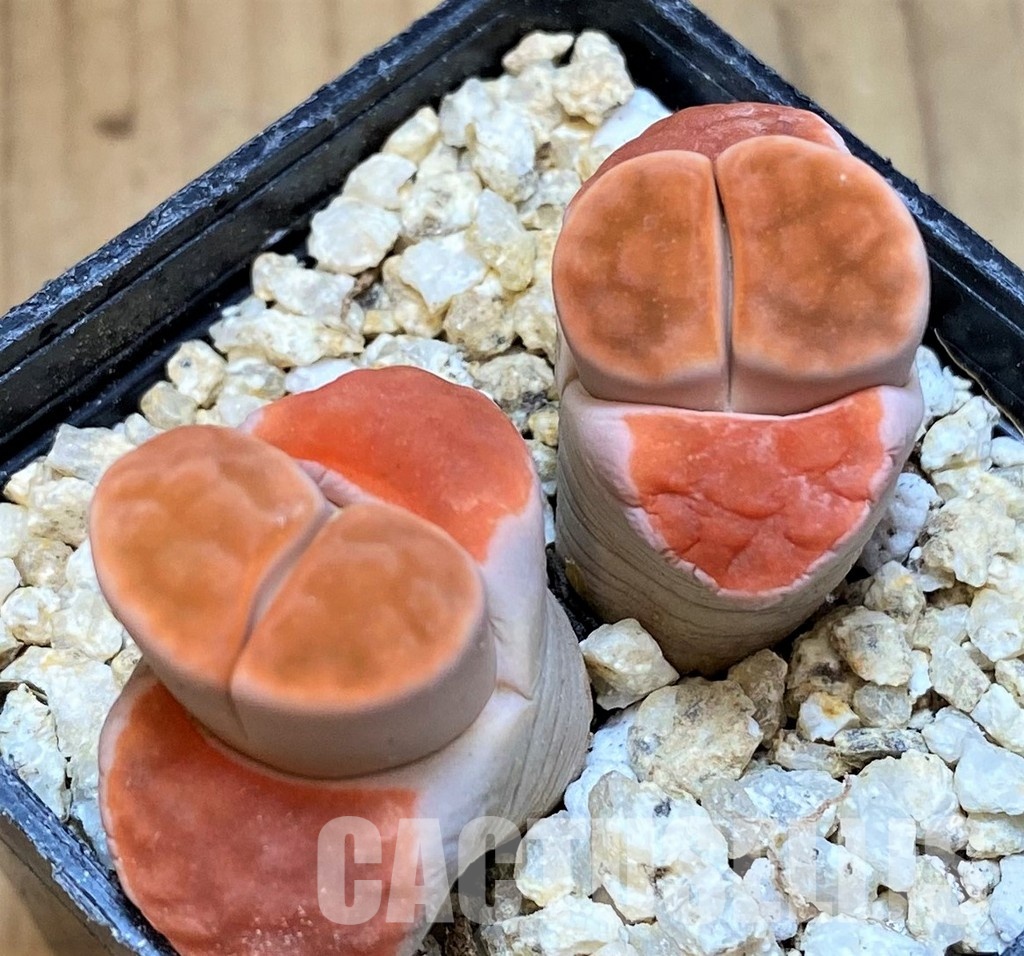 SH30921 Lithops karasmontana 'Top Red'