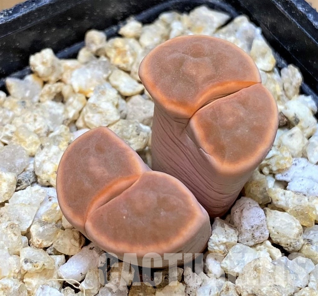 SH30922 Lithops karasmontana v. summitatum