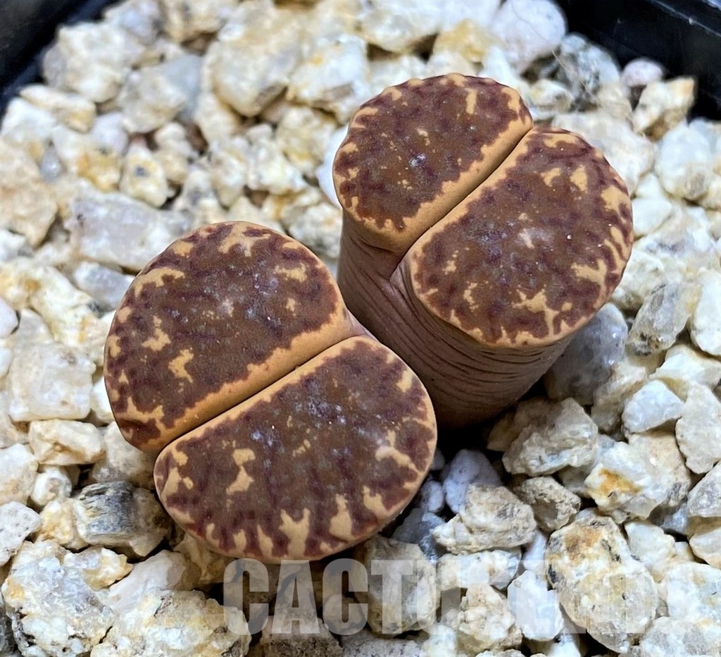 SH30924 Lithops bromfieldii