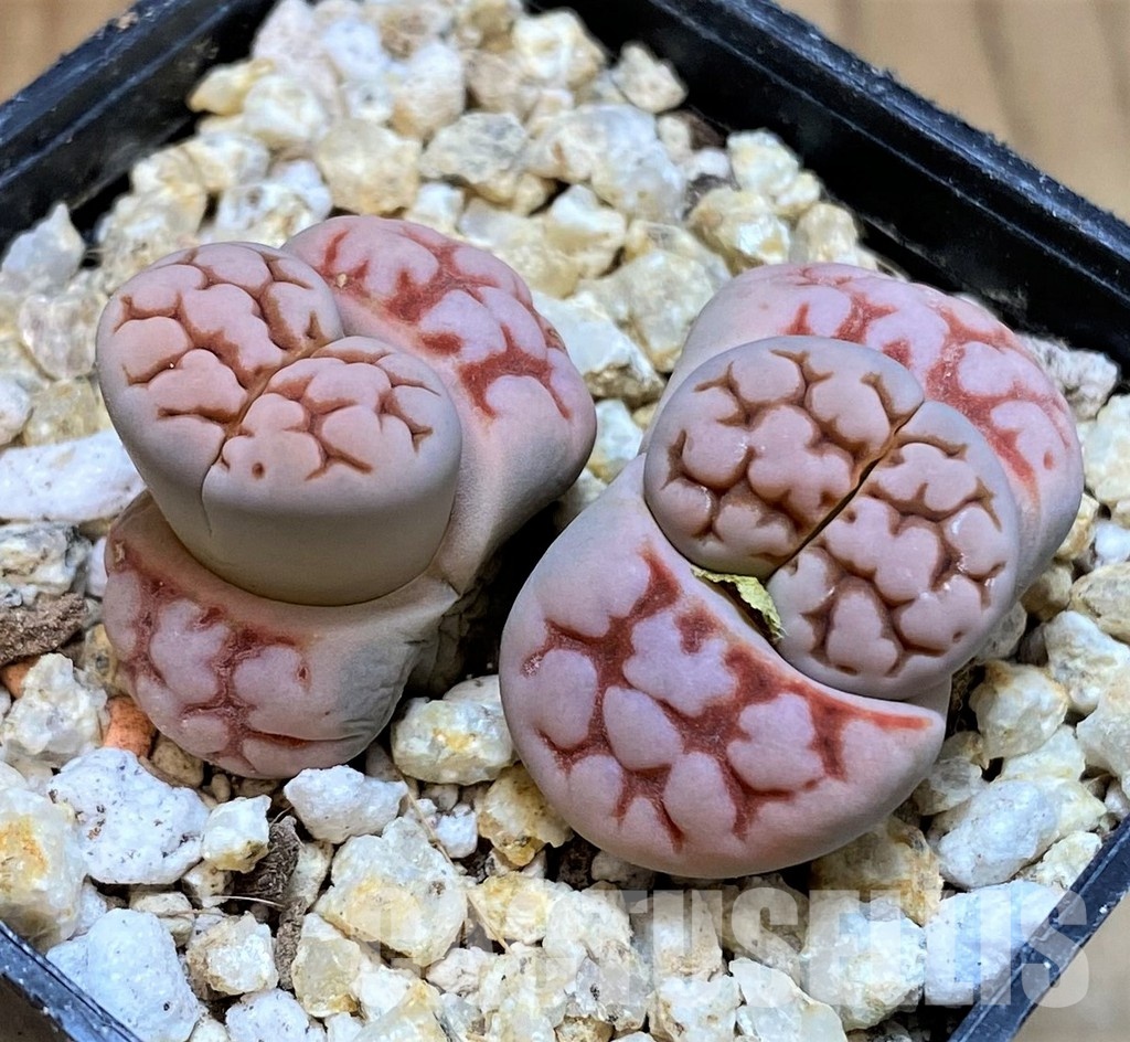SH30925 Lithops karasmontana