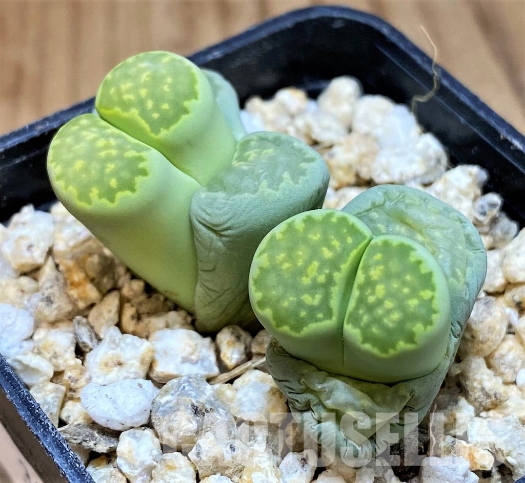 SH30928 Lithops julii v. fulleri 'Fuller Green'