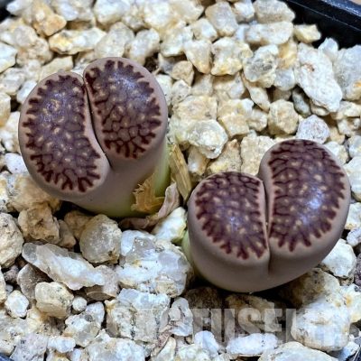 SH30932 Lithops julii 'Kikushogiyoku' hybrid