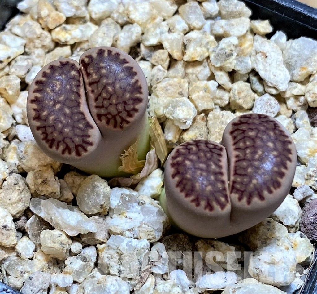 SH30932 Lithops julii 'Kikushogiyoku' hybrid