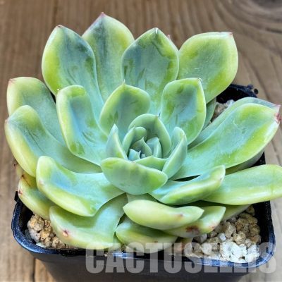 SH31088 Echeveria ‘Moon Fairy’