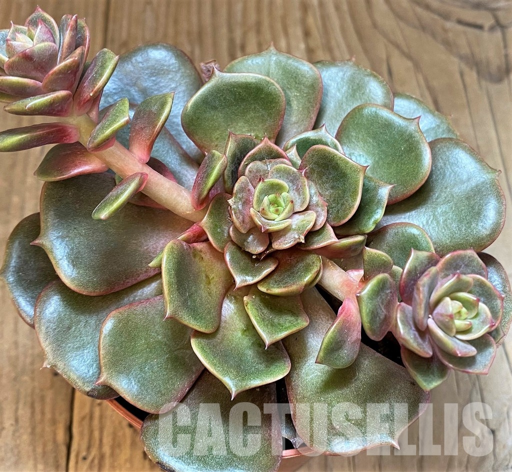 SH31091 Echeveria ‘Vampire Red Ball’