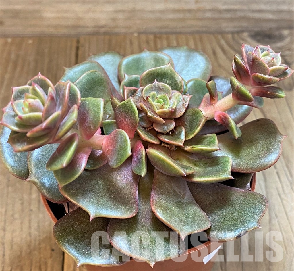 SH31091 Echeveria ‘Vampire Red Ball’ - Image 2