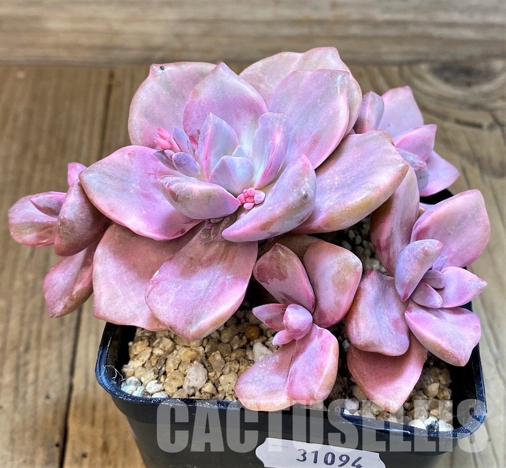 SH31094 Graptoveria ‘Mrs Richards’ f. variegata - Image 3