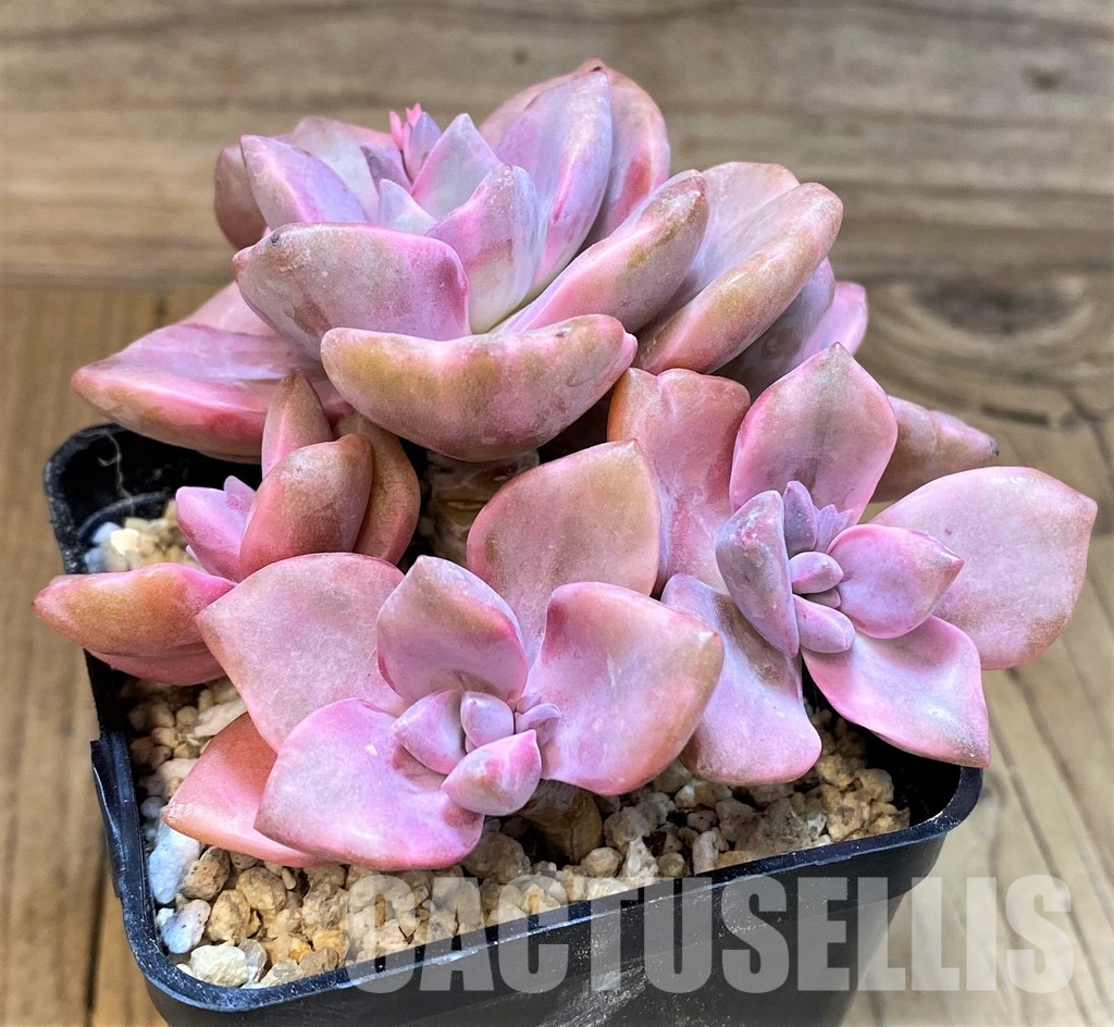 SH31094 Graptoveria ‘Mrs Richards’ f. variegata - Image 2