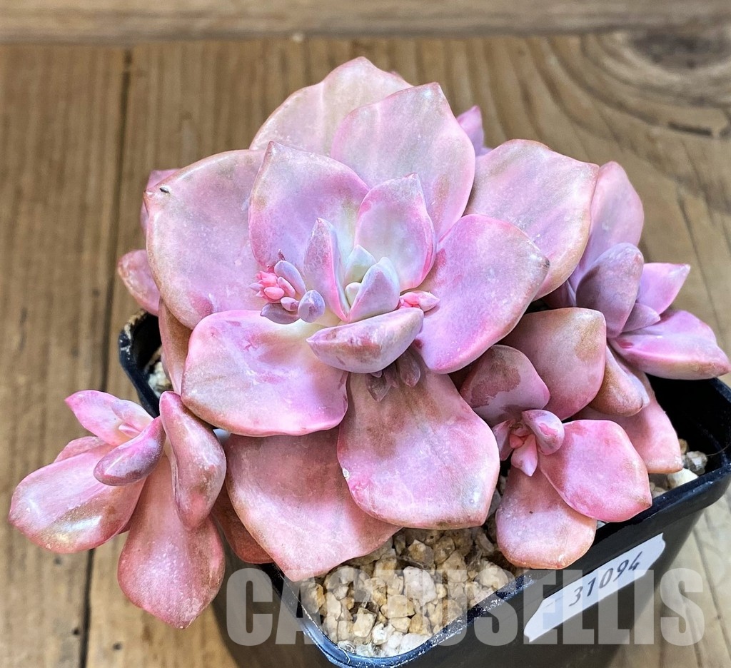SH31094 Graptoveria ‘Mrs Richards’ f. variegata