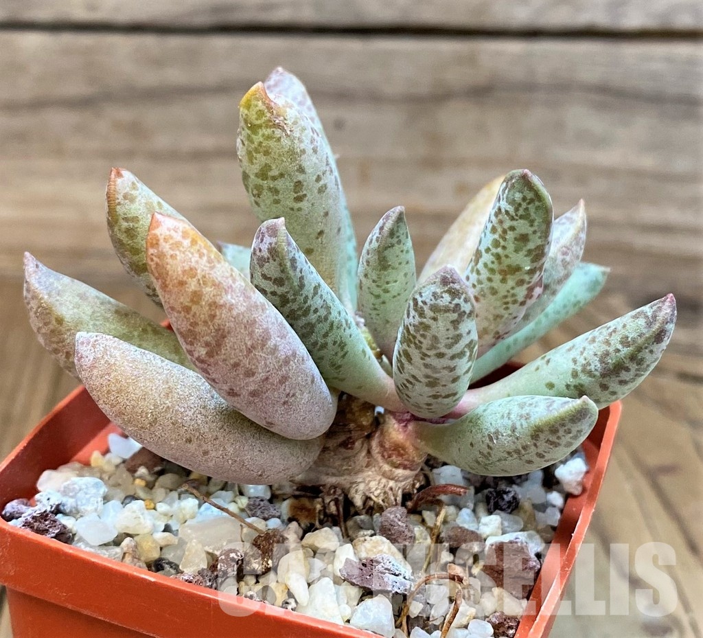 SH31058 Adromischus mammillaris 'Buffelspoort' - Image 2