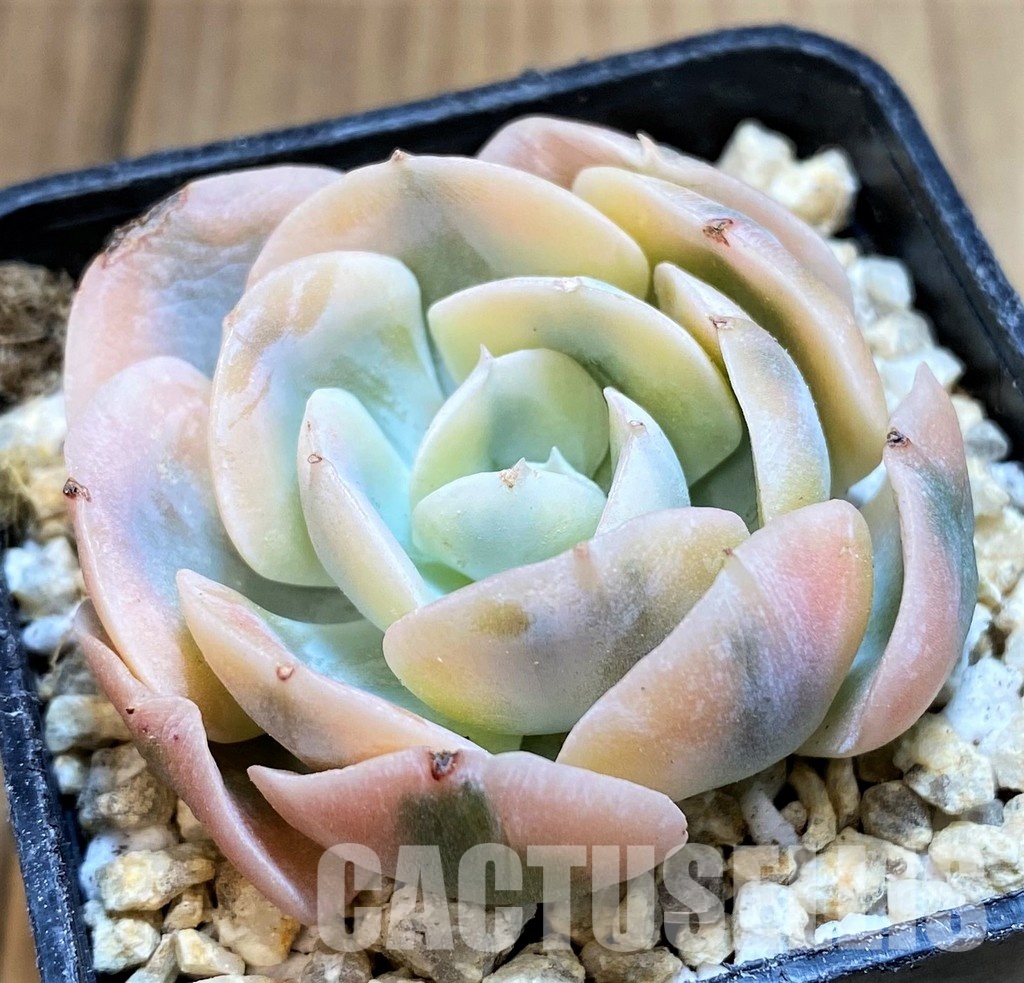SH31101 Echeveria runyonii f. variegata - Image 2