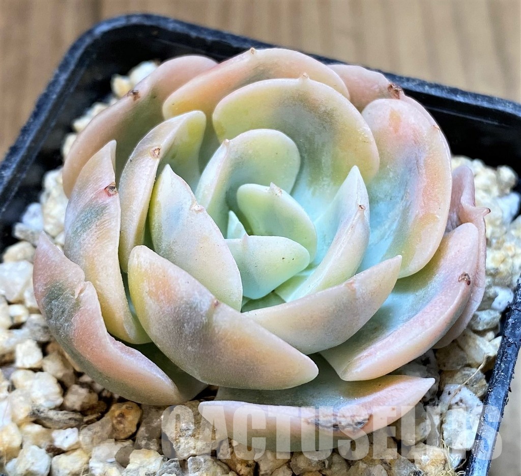 SH31101 Echeveria runyonii f. variegata