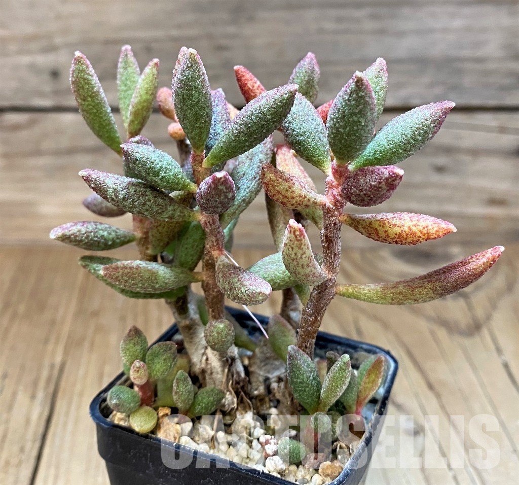 SH31059 Adromischus marianae - Image 3