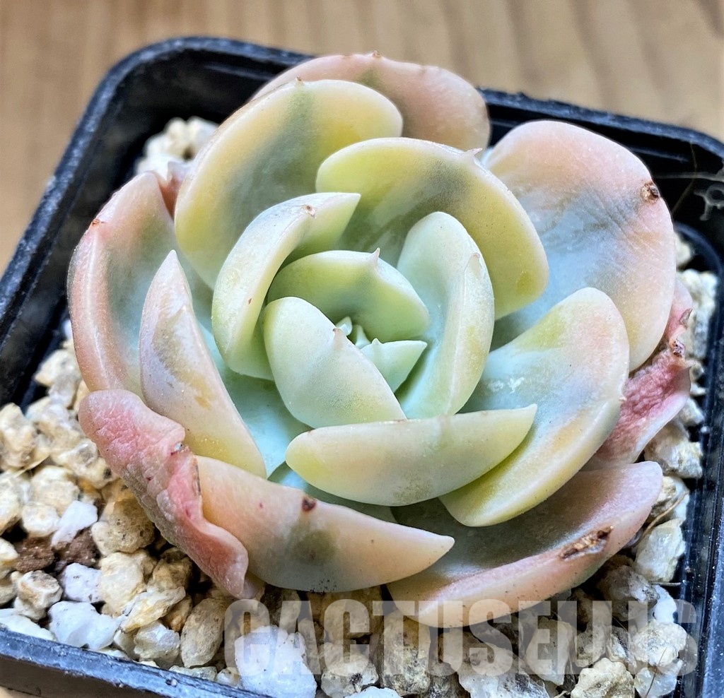SH31105 Echeveria runyonii f. variegata