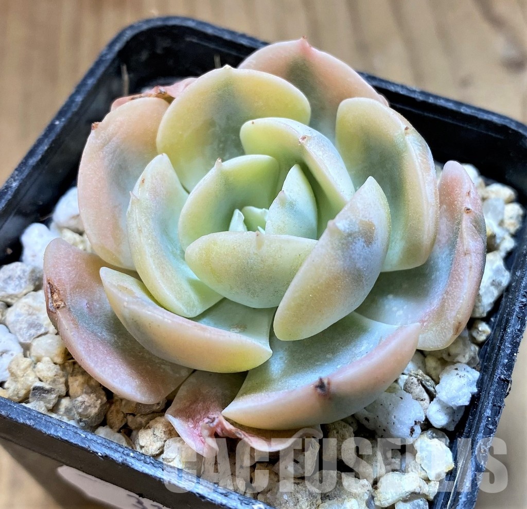 SH31105 Echeveria runyonii f. variegata - Image 2