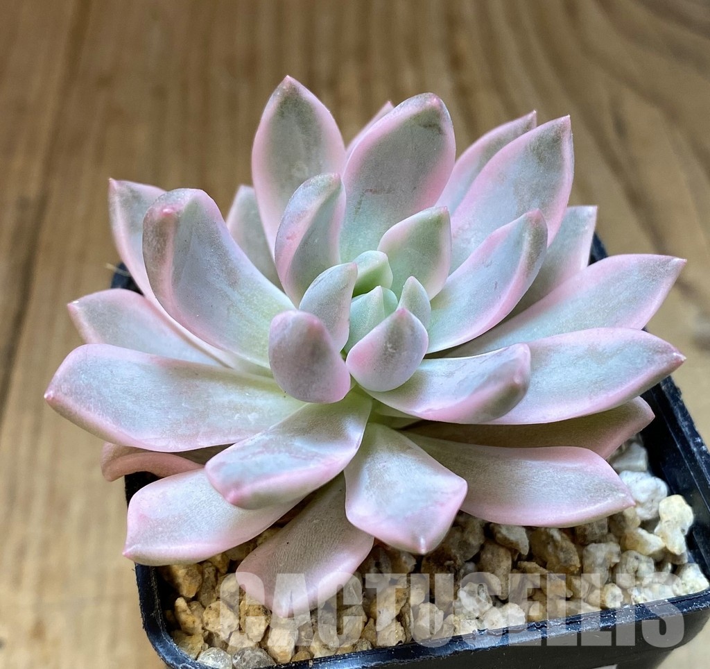 SH31107 Echeveria 'Blood Moon' f. variegata - Image 2
