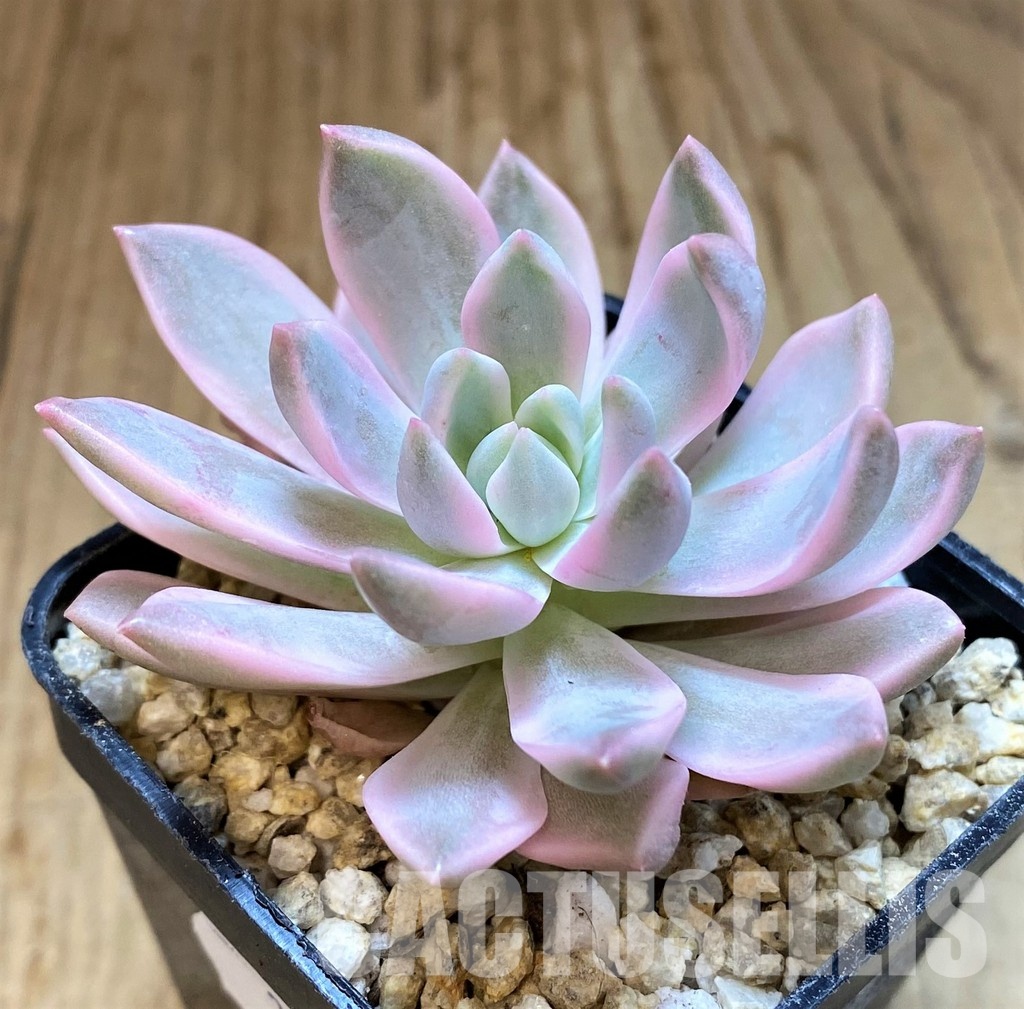 SH31107 Echeveria 'Blood Moon' f. variegata