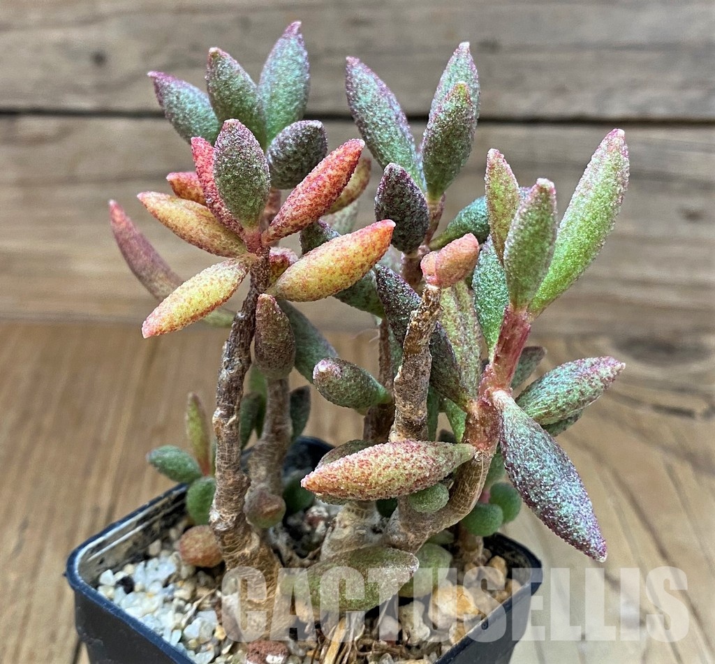 SH31059 Adromischus marianae - Image 2