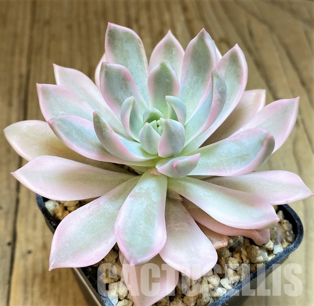 SH31110 Echeveria 'Blood Moon' f. variegata