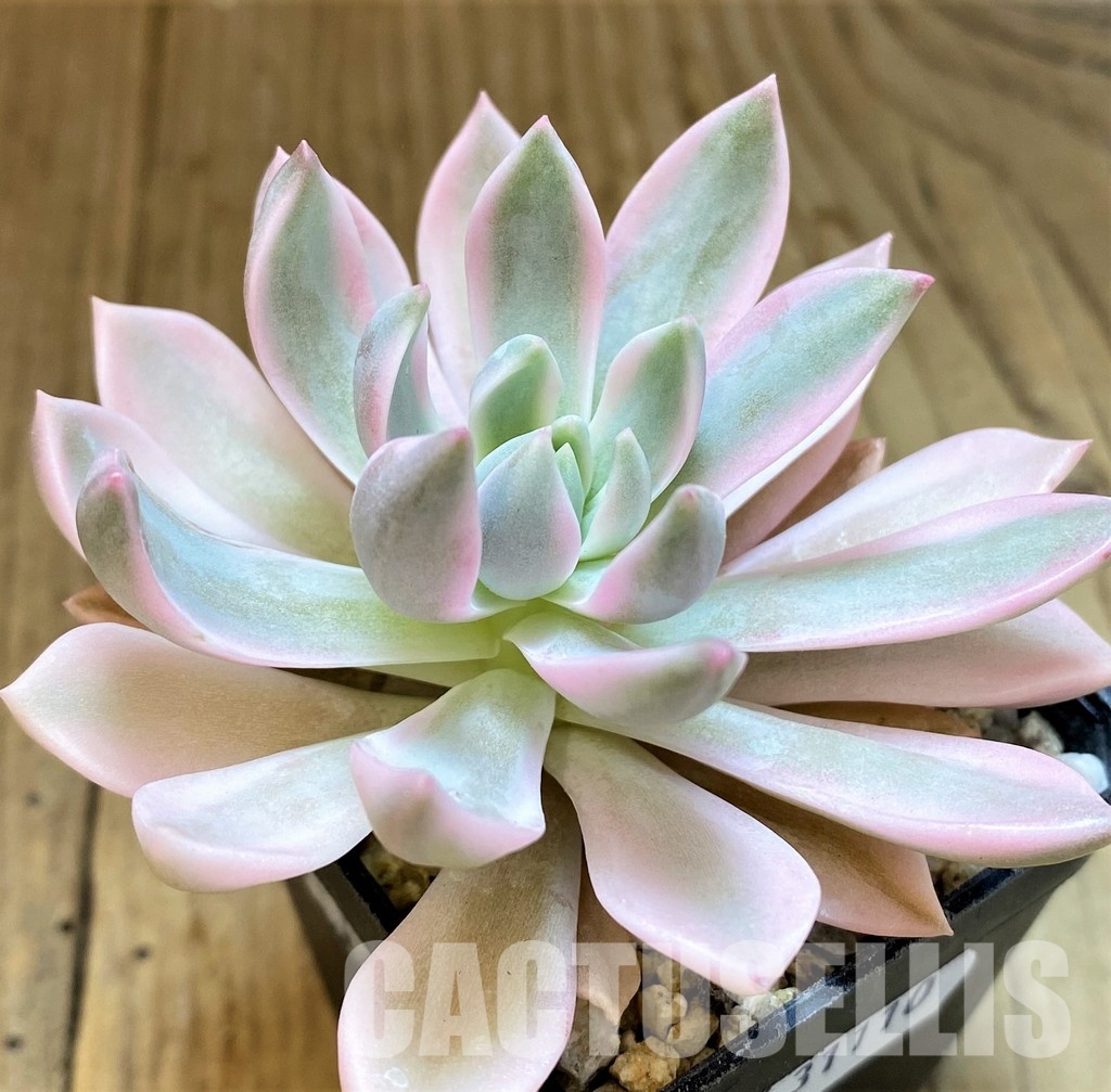 SH31110 Echeveria 'Blood Moon' f. variegata - Image 2