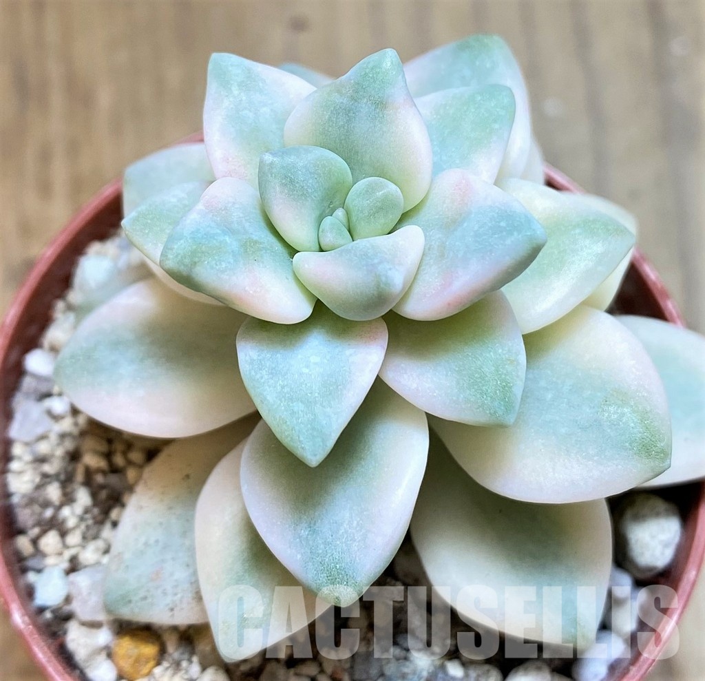SH31111 Graptoveria ‘Titubans’ f. variegata