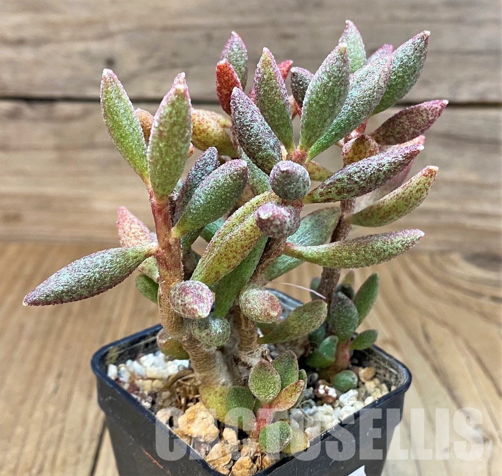 SH31059 Adromischus marianae