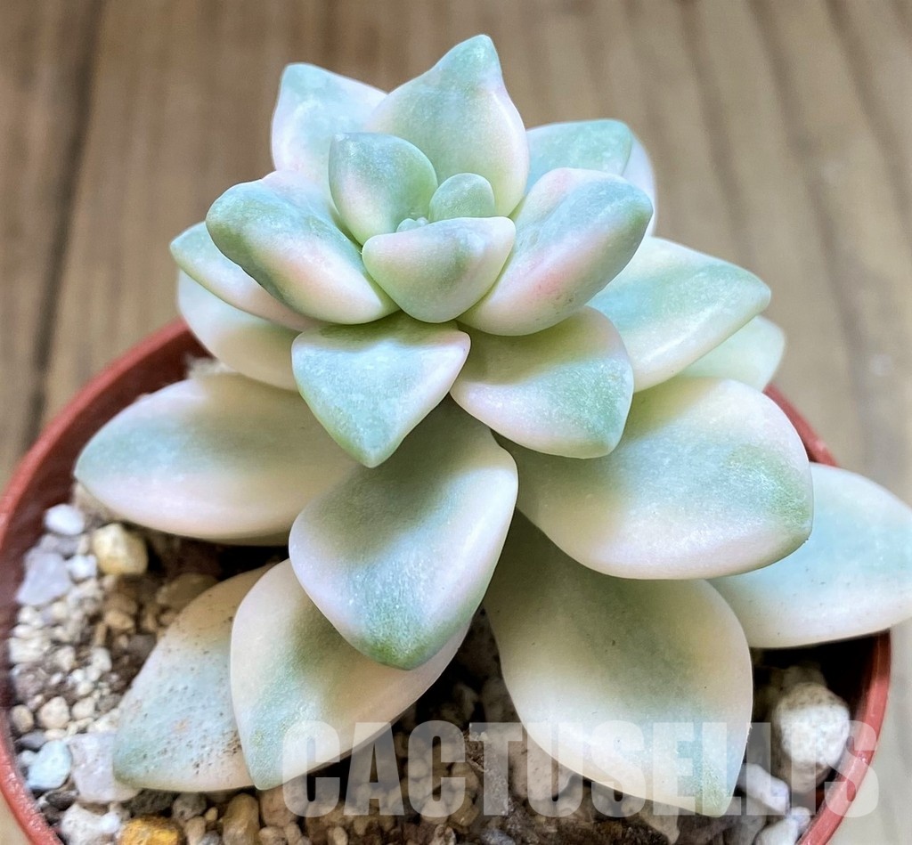 SH31111 Graptoveria ‘Titubans’ f. variegata - Image 2