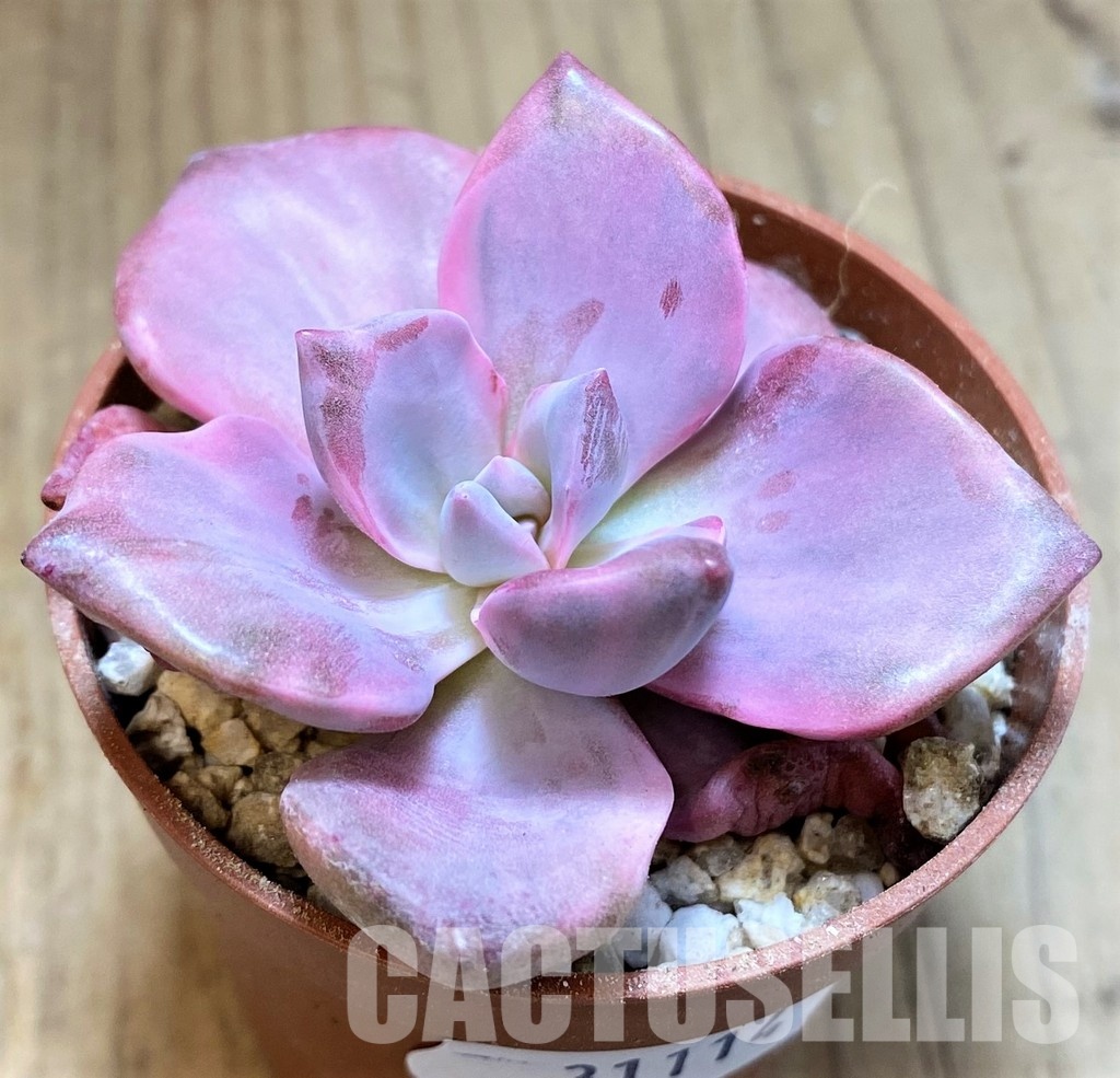 SH31114 Graptoveria ‘Mrs Richards’ f. variegata